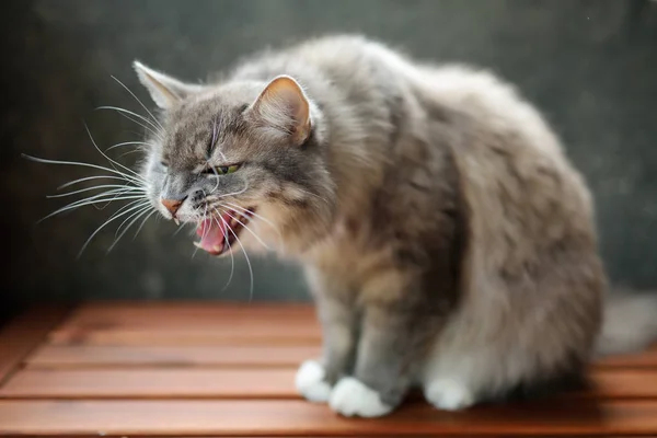 Cute Cat Outdoors Nice Sunny Autumn Day — Stock Photo, Image