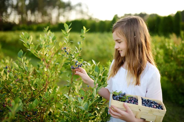Menina Colhendo Bagas Frescas Fazenda Mirtilos Orgânicos Dia Verão Quente — Fotografia de Stock