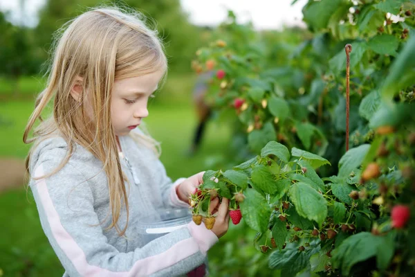 Cute Little Girl Picking Fresh Berries Organic Raspberry Farm Warm — Stock Photo, Image