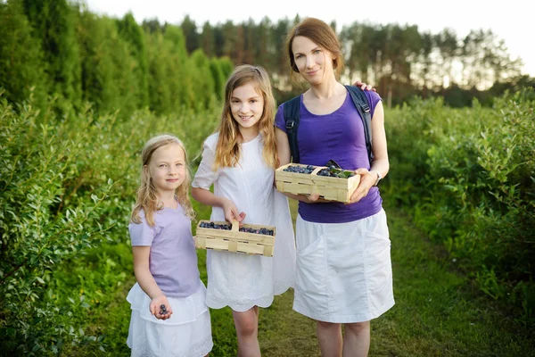 Bonito Irmãs Mãe Colhendo Bagas Frescas Fazenda Mirtilo Orgânico — Fotografia de Stock