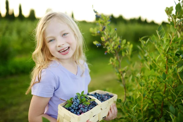 女の子の新鮮な摘み果実有機ブルーベリー農園に暖かく 日当たりの良い夏の日 — ストック写真
