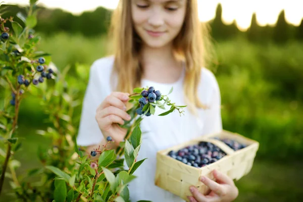 Gadis Memetik Buah Beri Segar Pertanian Blueberry Organik Pada Hari — Stok Foto