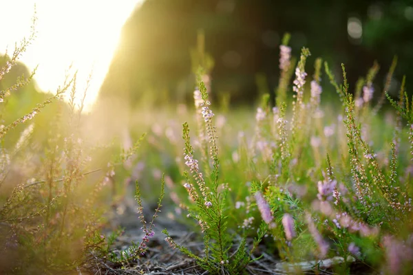 Vue Bruyère Fleurie Dans Paysage Lituanien — Photo