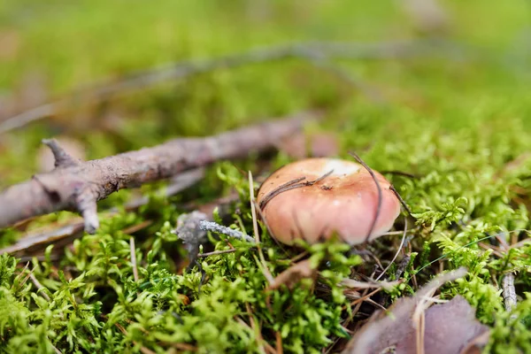 秋のシーズンで木に成長している Russule 食用キノコ — ストック写真