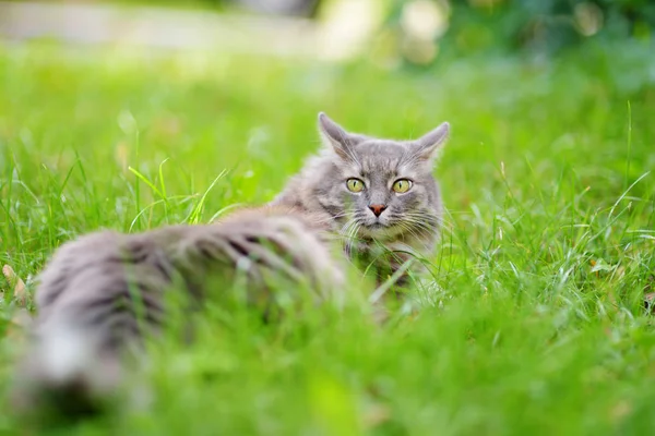 Cute Cat Outdoors Nice Sunny Autumn Day — Stock Photo, Image