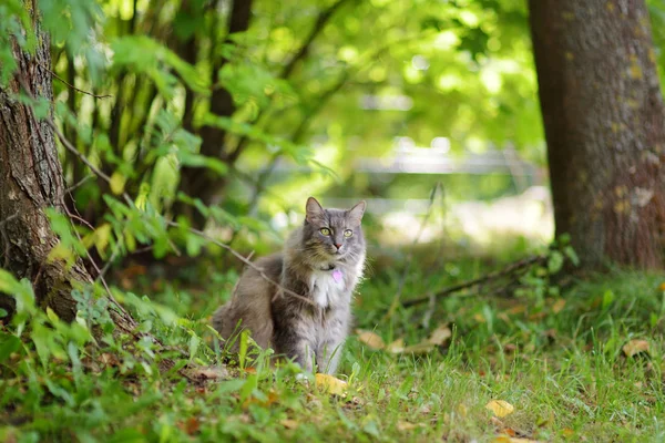 Lindo Gato Aire Libre Agradable Soleado Día Otoño —  Fotos de Stock