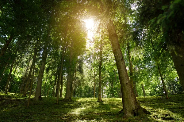 Beautiful Mixed Pine Deciduous Forest Lithuania Europe — Stock Photo, Image