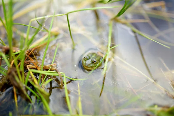 Close Van Groene Kikker Het Water Lente — Stockfoto