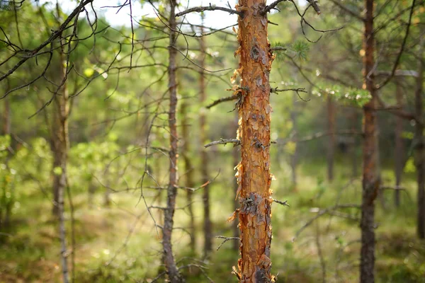 Belle Forêt Mixte Pins Feuillus Lituanie Europe — Photo