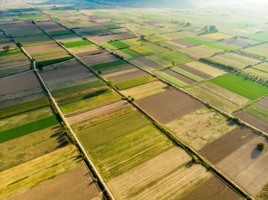 Yeşil ve sarı renklerde farklı bitkileri tarımsal parsel soyut geometrik şekiller. Hava yukarıdan aşağıya görünümünü tarım arazileri Peloponnese, Yunanistan.