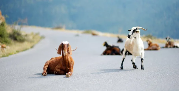 Herd of goats grazing by the road in Peloponnese, Greece. Domestic goats, highly prized for their meat and milk production production. — Stock Photo, Image