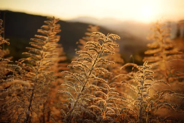 Bela grama em um prado ao pôr do sol . — Fotografia de Stock