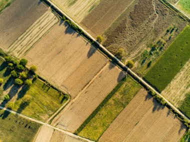 Yeşil ve sarı renklerde farklı bitkileri tarımsal parsel soyut geometrik şekiller. Hava yukarıdan aşağıya görünümünü tarım arazileri Peloponnese, Yunanistan.