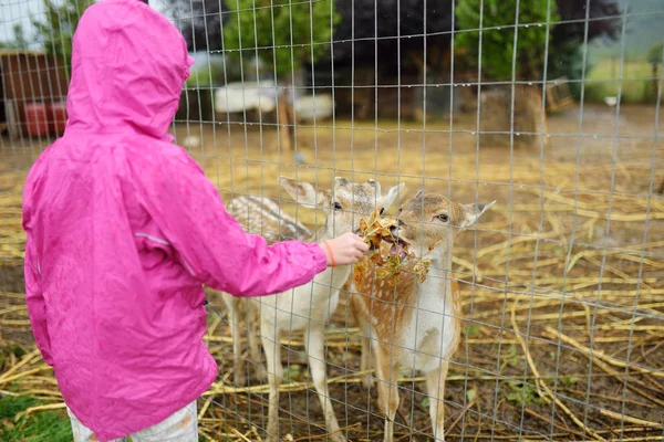 Young girl feeding wild deers at a zoo on rainy summer day. Children watching reindeers on a farm. — Stock Photo, Image