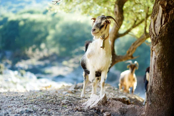 Manada de cabras pastando por la carretera en el Peloponeso, Grecia. Cabras domésticas, muy apreciadas por su producción de carne y leche . —  Fotos de Stock