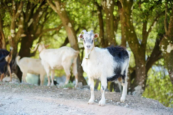 Herd of goats grazing by the road in Peloponnese, Greece. Domestic goats, highly prized for their meat and milk production production.