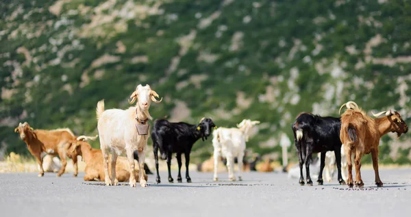 Стадо коз, пасущихся на дороге в Пелопоннесе, Греция. Отечественные козы, высоко ценимые за производство мяса и молока . — стоковое фото