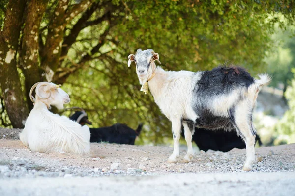 Flokk med geiter som gresser ved veien på Peloponnes i Hellas. Geiter i husholdninger, høyt verdsatt til kjøtt- og melkeproduksjon . – stockfoto