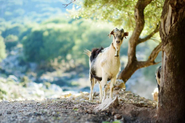 Manada de cabras pastando por la carretera en el Peloponeso, Grecia. Cabras domésticas, muy apreciadas por su producción de carne y leche . —  Fotos de Stock