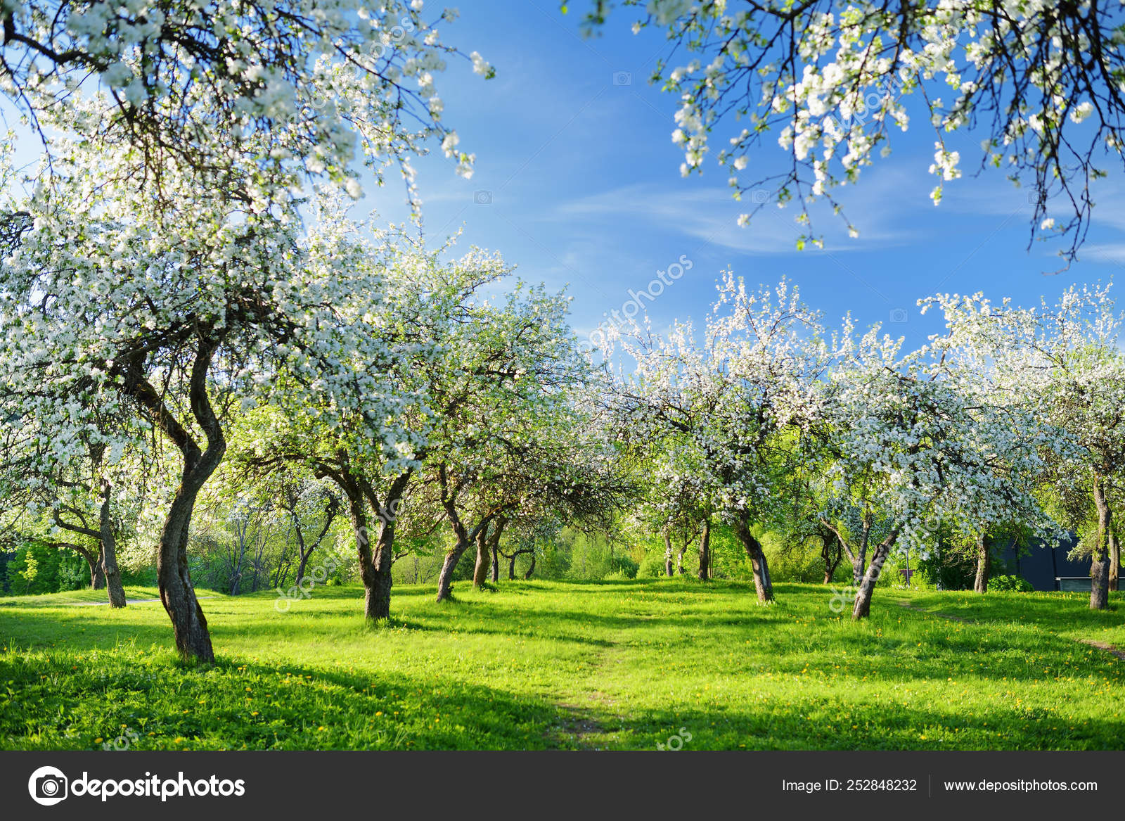 Beautiful Apple Trees chrysler-300-wiring-diagram