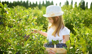 Sevimli küçük kız taze malzeme çekme organik blueberry çiftlik üzerinde sıcak ve güneşli yaz günü çilek. Küçük çocuklar için taze sağlıklı organik gıda. Yaz aylarında Aile aktiviteleri.