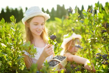 Sevimli küçük kız sıcak ve güneşli yaz gününde organik blueberry çiftlik taze çilek toplama. Küçük çocuklar için taze sağlıklı organik gıda. Yaz aylarında Aile aktiviteleri.
