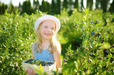 Sevimli küçük kız taze malzeme çekme organik blueberry çiftlik üzerinde sıcak ve güneşli yaz günü çilek. Küçük çocuklar için taze sağlıklı organik gıda. Yaz aylarında Aile aktiviteleri.
