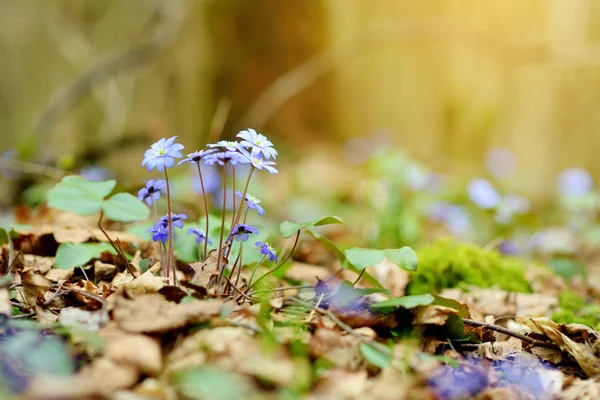 Fleur hépatique florissante au début du printemps dans la forêt . — Photo