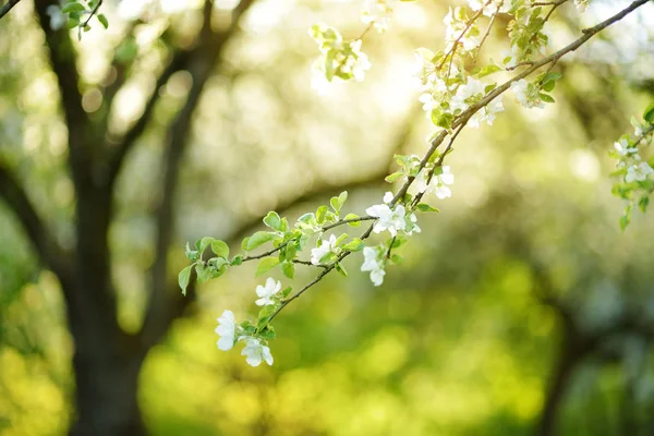 Bonito Jardim Árvore Maçã Velho Florescendo Dia Ensolarado Primavera Macieiras — Fotografia de Stock