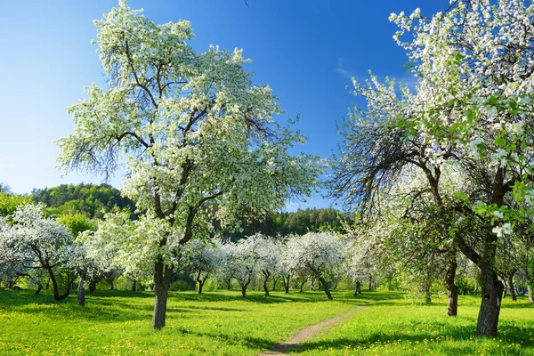 Beautiful old apple tree garden blossoming on sunny spring day. Blooming apple trees over bright blue sky.