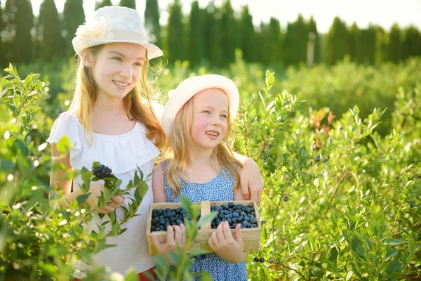 Irmãzinhas Bonitas Colhendo Bagas Frescas Fazenda Mirtilos Orgânicos Dia Verão — Fotografia de Stock