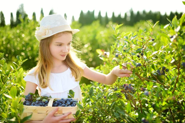 Cute Little Girl Picking Fresh Berries Organic Blueberry Farm Warm — Stock Photo, Image