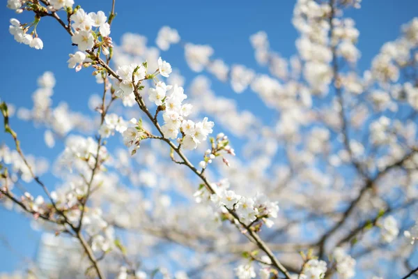 Beau Cerisier Fleurissant Printemps Beauté Dans Nature Tendre Branche Cerise — Photo