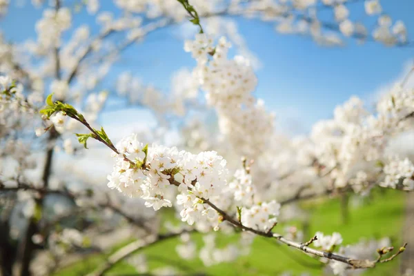 Beautiful Cherry Tree Blossoming Spring Beauty Nature Tender Cherry Branch — Stock Photo, Image