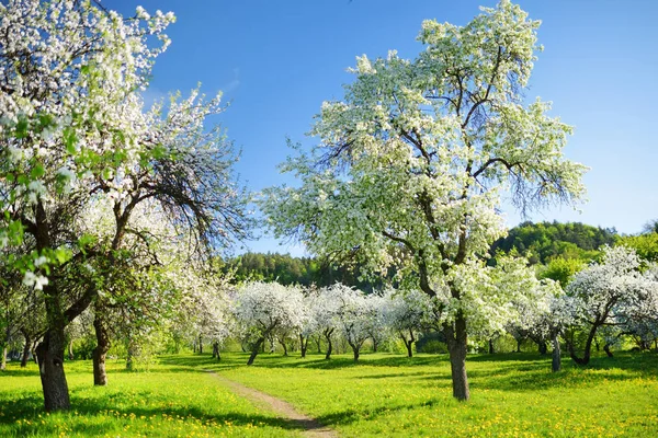 Beautiful old apple tree garden blossoming on sunny spring day. Blooming apple trees over bright blue sky.