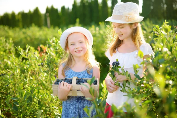Sevimli Küçük Kız Sıcak Güneşli Yaz Gününde Organik Blueberry Çiftlik — Stok fotoğraf