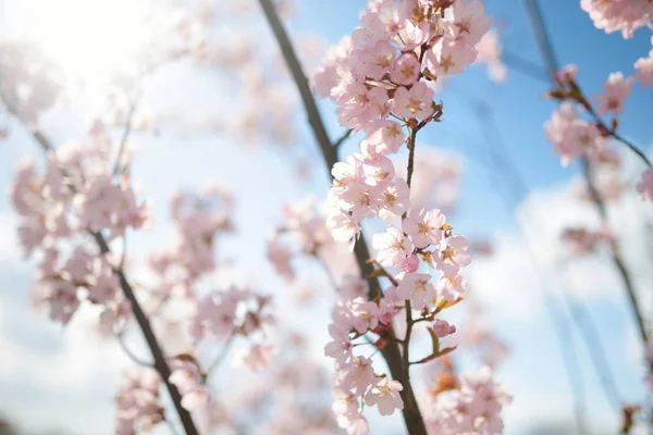 Bellissimo Ciliegio Che Fiorisce Primavera Bellezza Nella Natura Tenero Ramo — Foto Stock