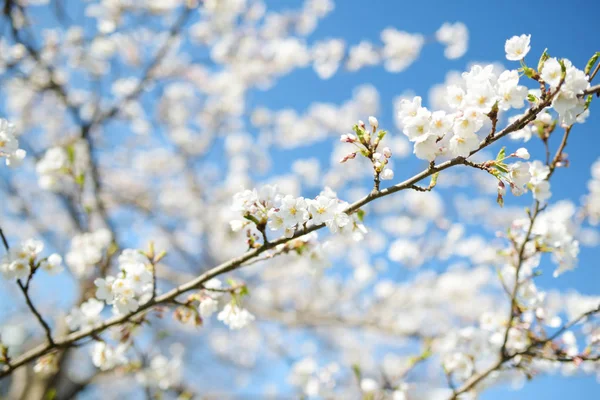 Bellissimo Ciliegio Che Fiorisce Primavera Bellezza Nella Natura Tenero Ramo — Foto Stock