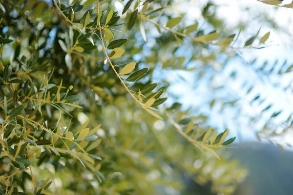 晴れた日の美しいオリーブの木の枝のクローズアップ — ストック写真