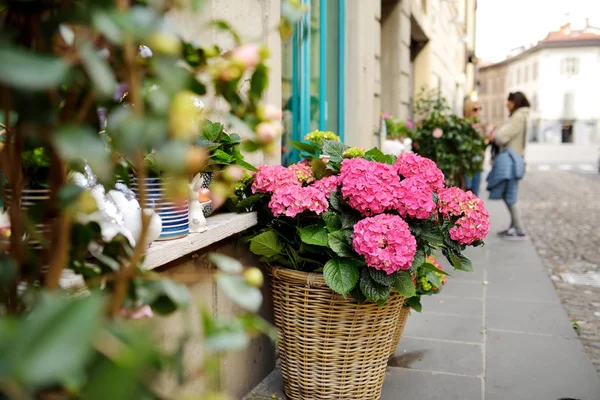 Flores de colores en las hermosas calles medievales de Bérgamo, Lombardía, Italia . — Foto de Stock