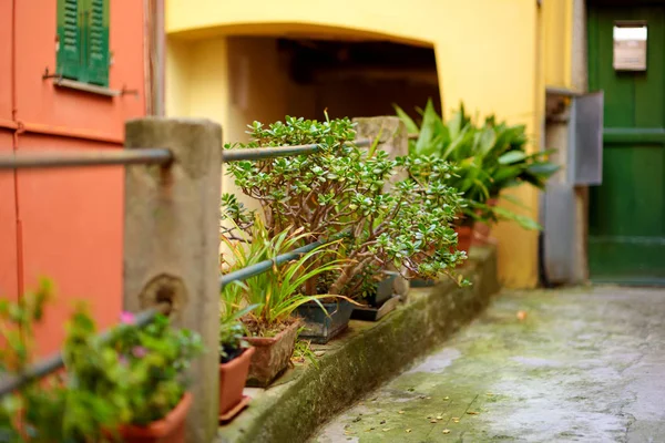 Beaux détails dans les rues de Riomaggiore, le plus grand des cinq villages centenaires des Cinque Terre, Riviera italienne, Ligurie, Italie . — Photo