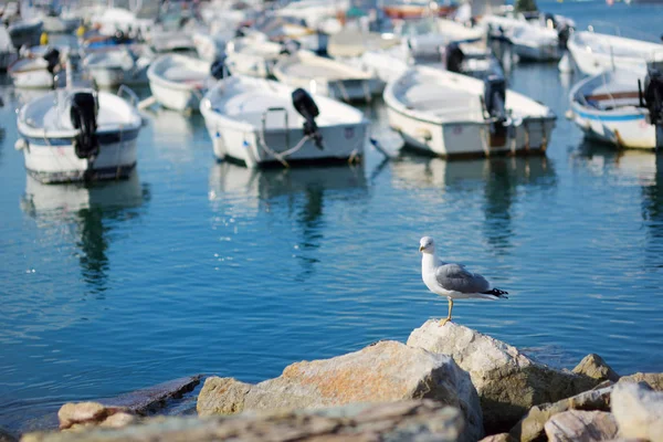 Mouette dans la marina de la ville de Lerici, une partie de la Riviera italienne, Italie . — Photo