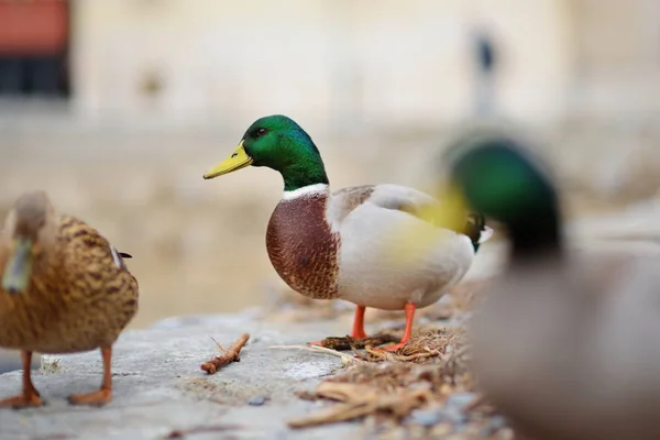 Kaczki w małej przystani Vernazzy, jednej z pięciu stuletnich wiosek Cinque Terre, położonej na chropowaty północno-zachodnim wybrzeżu Riwiery włoskiej. — Zdjęcie stockowe