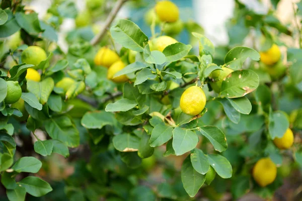 Ramo de limones maduros frescos en una rama de limonero —  Fotos de Stock