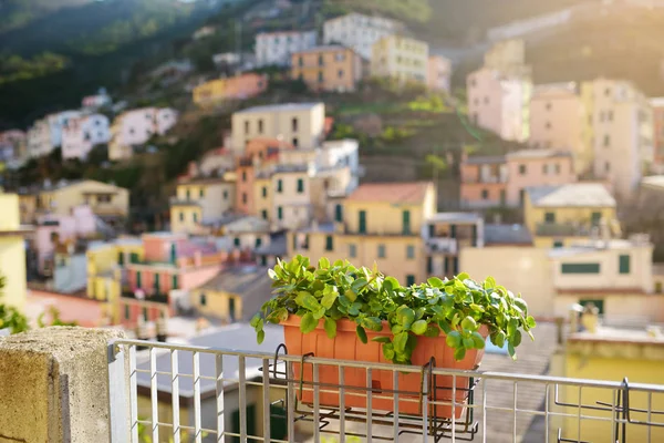 Piękne detale na ulicach Riomaggiore, największej z pięciu stuletnich wiosek Cinque Terre, Riwiery włoskiej, Ligurii, Włoch. — Zdjęcie stockowe