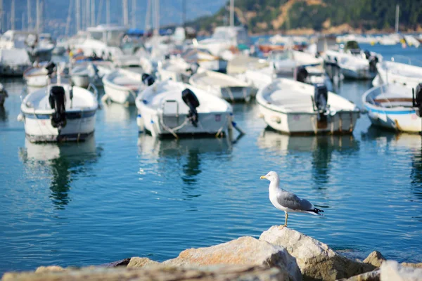 Seagull in de jachthaven van Lerici stad, een deel van de Italiaanse Rivièra, Italië. — Stockfoto