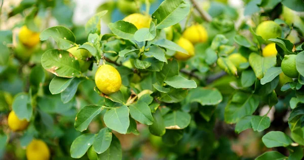 Sekumpulan lemon matang segar pada cabang pohon lemon — Stok Foto