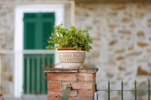 Beautiful flower pot on the street of Corniglia, nestled in the middle of the five centuries-old villages of Cinque Terre, Italian Riviera, Liguria, Italy. — Stock Photo, Image
