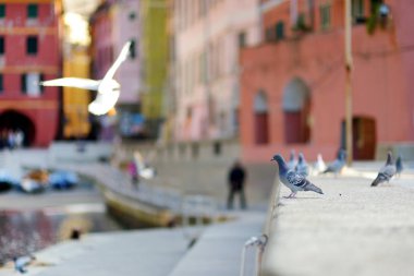 İtalyan Rivierası'nın engebeli kuzeybatı kıyısında yer alan Cinque Terre'nin beş asırlık köylerinden biri olan Vernazza'nın küçük marinasında güvercinler ve martılar.