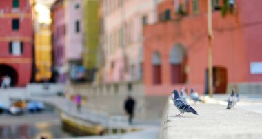 İtalyan Rivierası'nın engebeli kuzeybatı kıyısında yer alan Cinque Terre'nin beş asırlık köylerinden biri olan Vernazza'nın küçük marinasında güvercinler ve martılar.